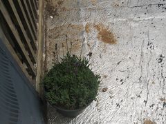 -大塘金香草谷