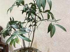 -畅和茶坊·曦瓜中国大红袍