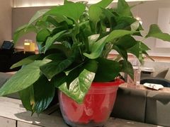-必胜客(格尔木华兴店)