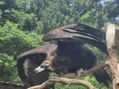 -西霞口神雕山野生动物世界
