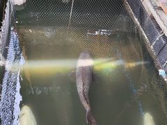-蓝湾碧波·老字号·疍家非遗海上餐厅