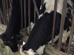 -瑞穗牧场