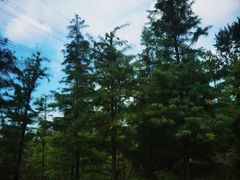 -昆山城市生态森林公园