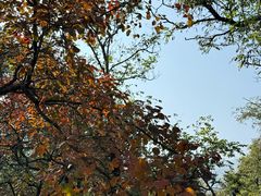 -阳台山自然风景区