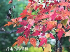 -莲花池公园