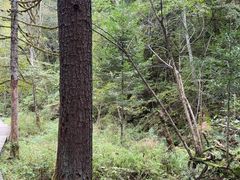 -五营红松林海景区