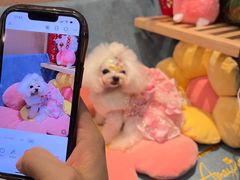 -宠物梦想家(日月豪庭店)