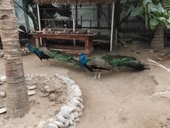 -呀路古热带植物园