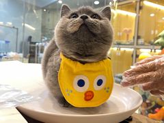 -momokira米努特·德文卷毛猫·棉花面纱犬
