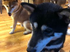 -柴犬高等学院·狗咖·柴犬售卖·宠物训练