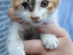 -萌兽医馆·犬猫专科·眼科中心·宠物医院(朝阳门分院)
