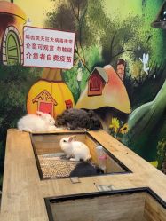 -神奇动物撸宠馆·羊驼·小浣熊·异宠(豫园店)