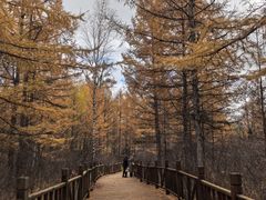 -莫尔道嘎国家森林公园