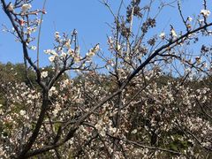 -昆山城市生态森林公园