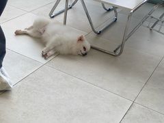 -怪兽屋·羊驼·猫咖·狗咖(俊华广场店)