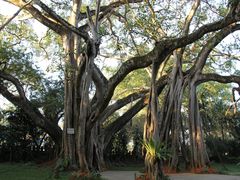 -瑞丽独树成林风景区