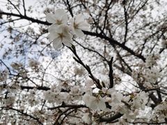 -嘉定紫藤园