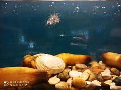 -福娣·金沙银贝海鲜火锅