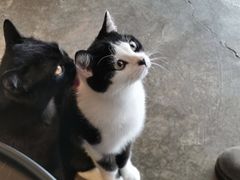 -喵屿·大理花园猫咖