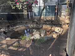 -井之头恩赐公园