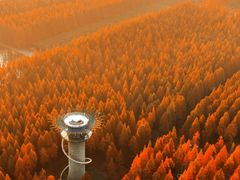 -黄海国家森林公园