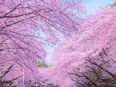 -苏州上方山国家森林公园