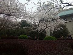 -武汉大学-樱园