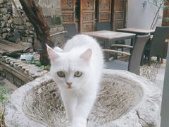 -喵屿·大理花园猫咖