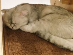 -飞行喵MR PILOT|猫舍·猫咖(静安大融城店)