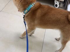 -宠福鑫康馨动物医院·骨科·眼科