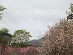 -天适樱花悠乐园