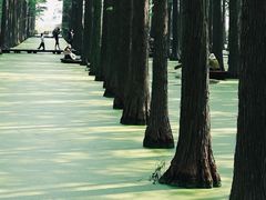 -渌洋湖湿地公园
