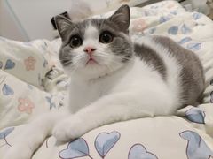 -欣宠猫屋·矮脚拿破仑·蓝金金渐层