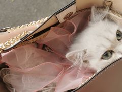 -爱诺耐芙动物医院(万博店)