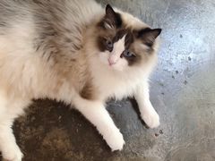 -喵屿·大理花园猫咖