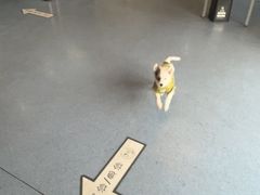 -顺强宠物诊所·狂犬免疫·夜诊·骨科(嘉定店)