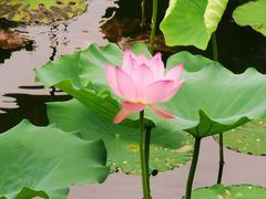 -荔湾湖公园