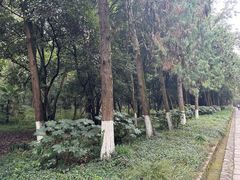 -灵谷景区
