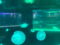 -苏州海洋馆