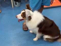 -创凡宠物医院·骨专科  猫科中心(西乡分院)