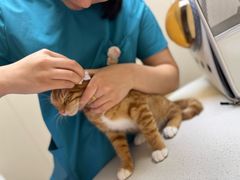 -安安宠医宠物医院·异宠·犬猫内科(岳阳分院)