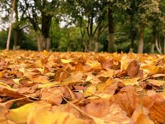 -铁山坪森林公园