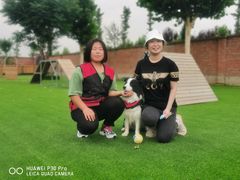 -北京京卫宠物寄养训练中心