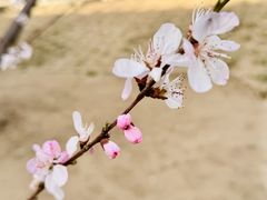 -桃花堤公园