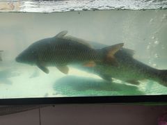 -大福鱼馆(风景区店)