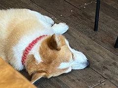 -肥朵食堂(带梦胡同店)