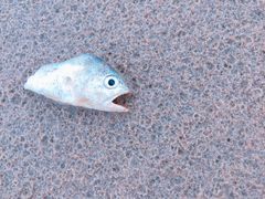 -西涌国际滨海旅游区