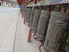 -塔尔寺-菩提树