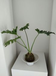 -颜蕾医美·黄金微针·水光·玻尿酸·超声炮·抗衰中心