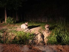 -清迈夜间动物园